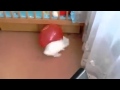 Blowing up a red balloon rabbit After a very scared