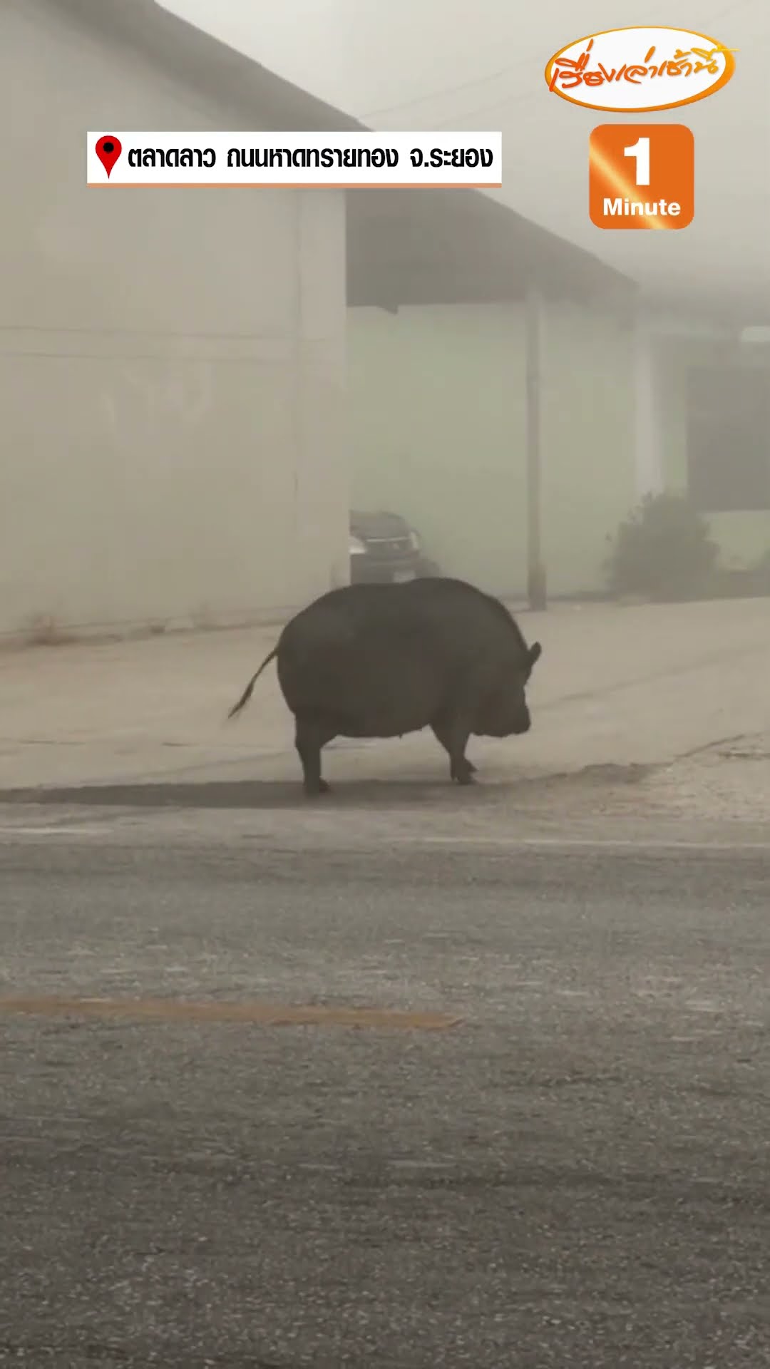 หมูป่าตัวยักษ์เดินตลาด ใครเห็นก็ต้องหลบทางให้