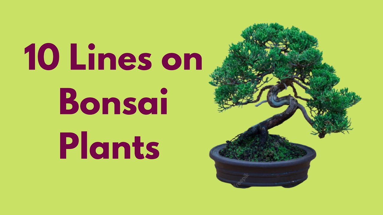 10 Lines on Bonsai Plants / 10 Lines on Bonsai in English/ 10 Lines on