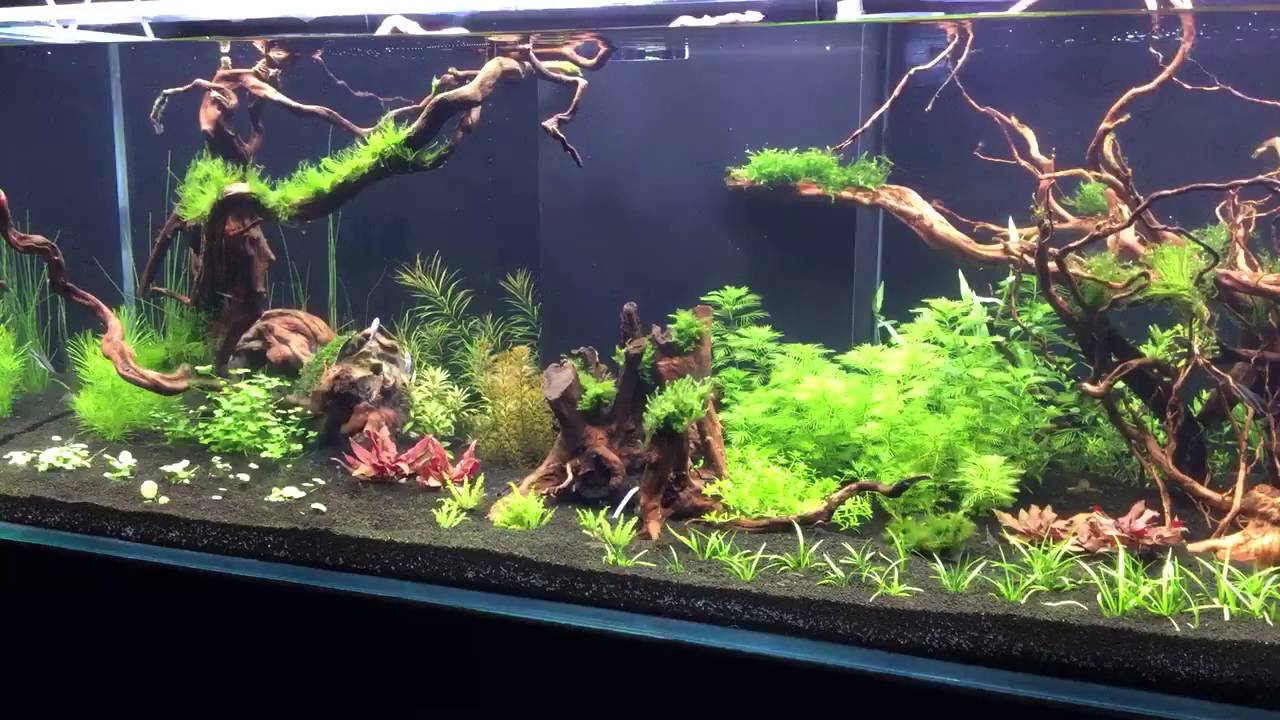 Comment bien décorer mon aquarium ?