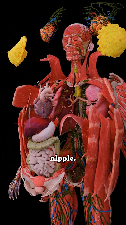 Milk Production How Milk Is Made ♀️✨