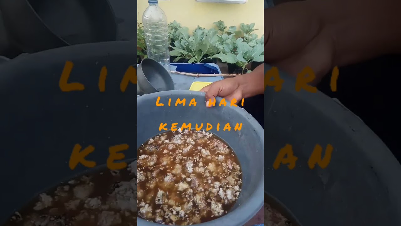 #viral Cara membuat pupuk dari nasi sisa atau basi - YouTube