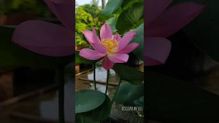 Micromine Lotus #lotusgarden #watergarden #lotusflower #gardening #flowersstatus #youtubeshorts