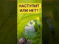 🐌 Наступлю или пощажу?.. История одной улитки!
