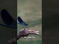 Dragonflies Are Nature's Tiny Dragons! 🐉 Amazing 4K Wildlife Footage