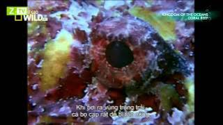 Built For The Kill - Được Sinh Ra Để Giết Chóc - Coral Reef