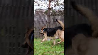 Нет ничего слаще, чем погавкаться через забор #вео #немецкаяовчарка #собака #любимаясобака