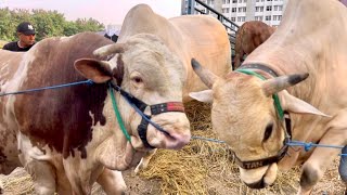 ROMBONGAN SAPI RAKSASA ROSSI TERBESAR INDONESIA TURUN DARI TRUK ‼️🔥🔥🔥