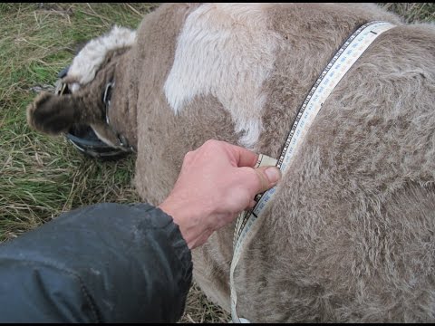 Video: Kako Izmjeriti Vagu