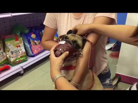 Video: Cách Rọ Mõm Cho Con Chó Của Bạn