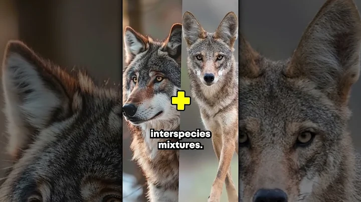 Watch the video about RARE Hybrid Wonders