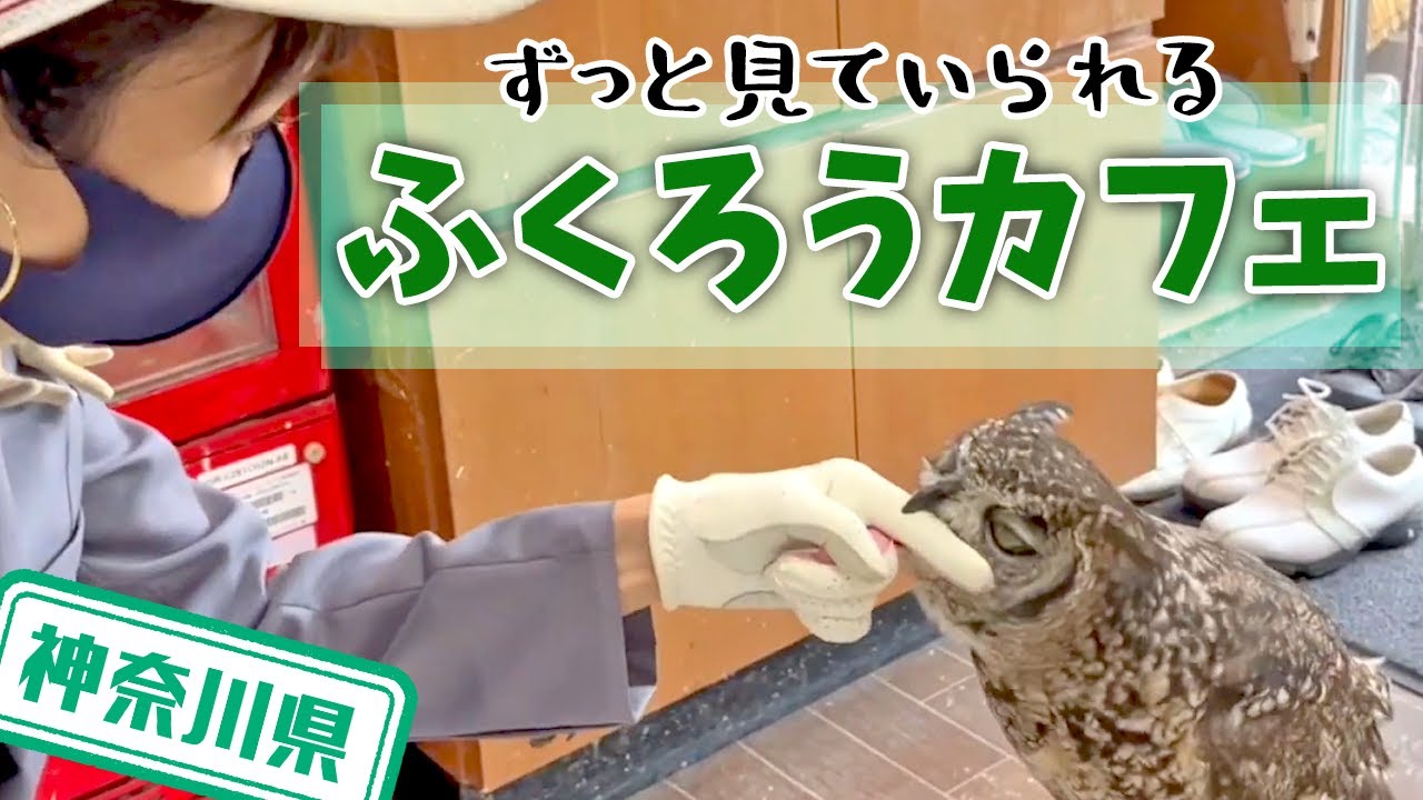 Kanagawa Prefecture] [Owls] See, touch, and be healed! 