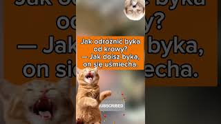 Byk czy krowa? 😂