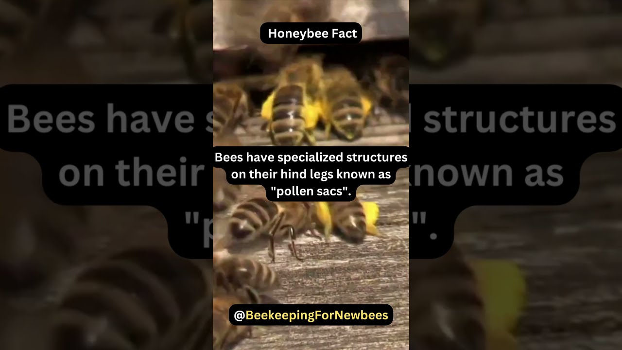 Bee Fact: Pollen-Packed Pockets 🐝 
