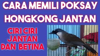 cara membedakan Poksay hongkong jantan dan betina