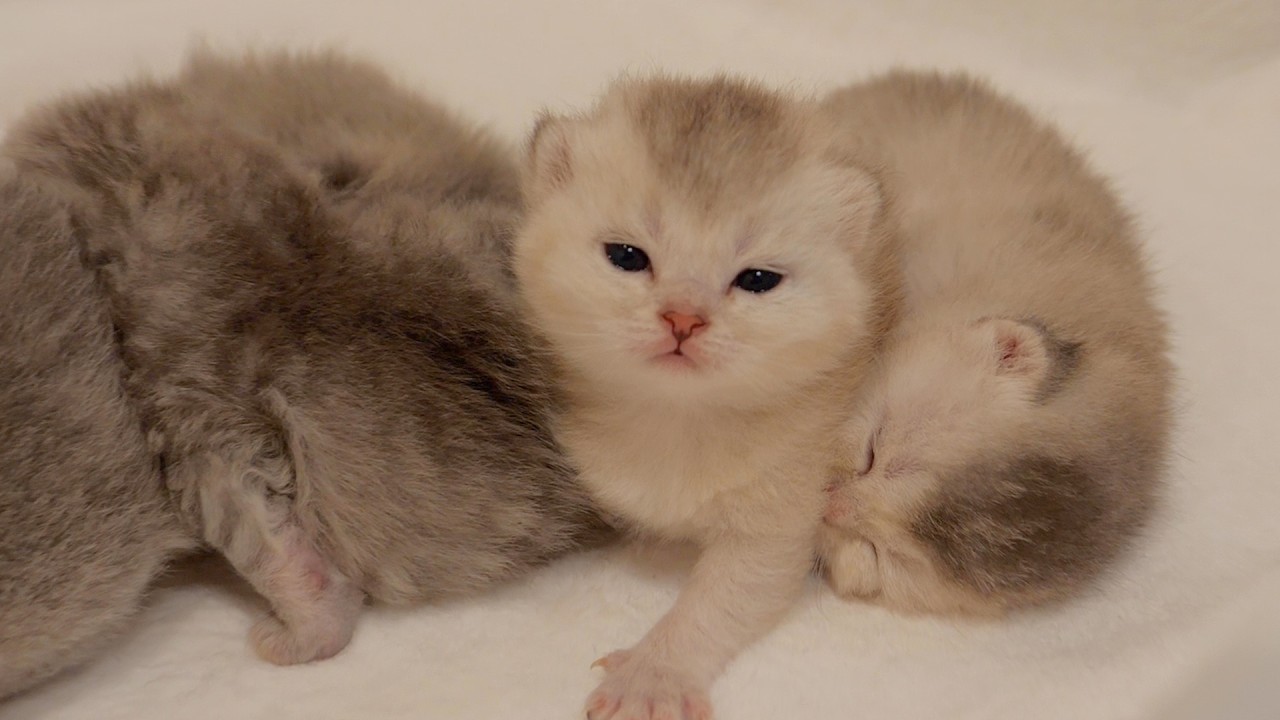 Этот очаровательный котенок постоянно будит своих братьев и сестер, еще не выспавшись.