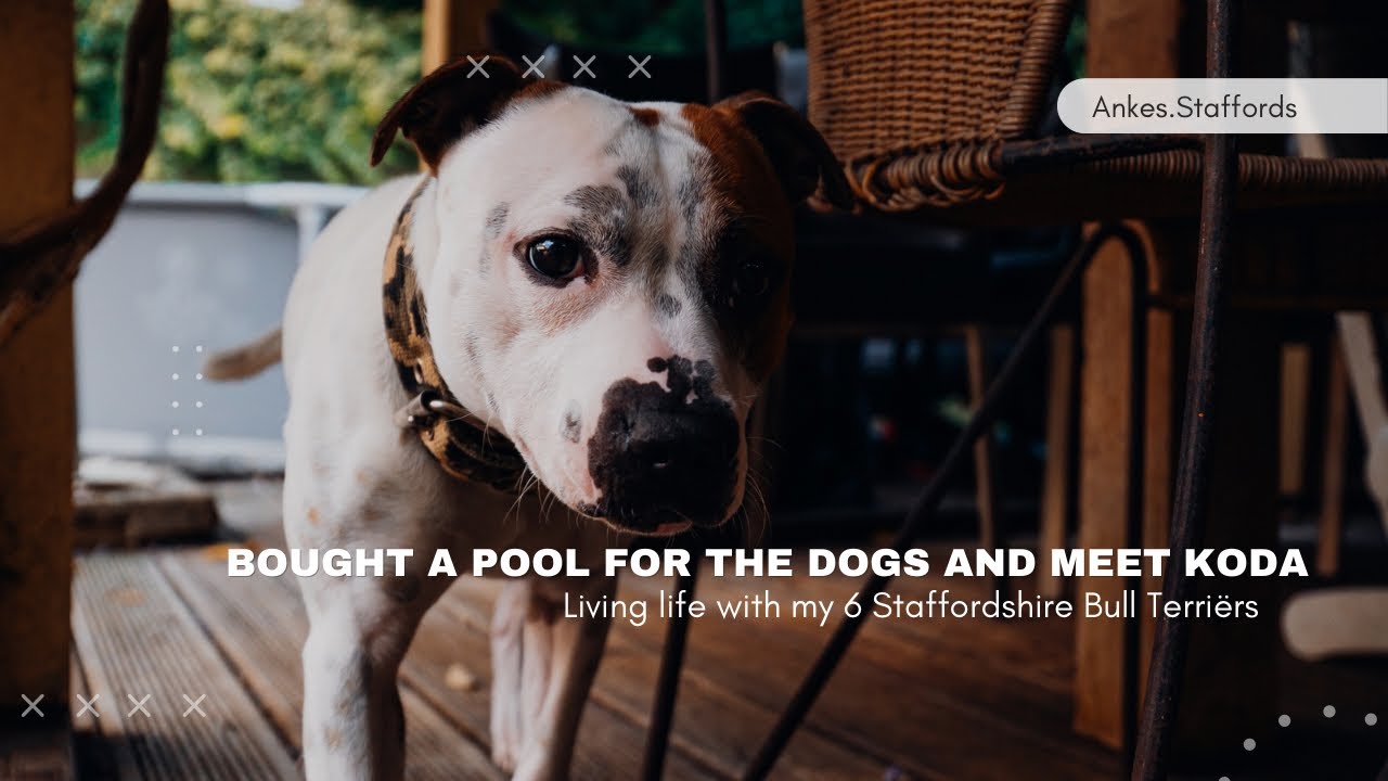 Bought a pool for the dogs and meet Koda