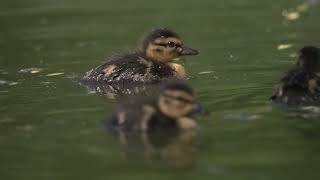 ducklings in water - OM-1 + 300 F4 Pro