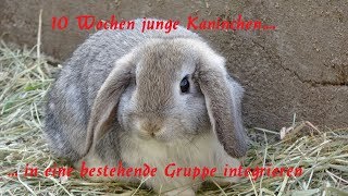 10 Wochen junge Kaninchen in eine Gruppe integrieren #1