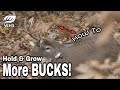 How To EXPLODE Buck Numbers On Your Land