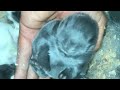 Conejos belier bebés en el nido