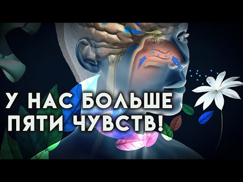 У человека больше, чем 5 чувств!