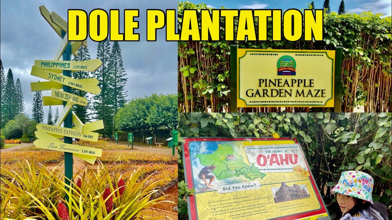 DOLE PLANTATION / PINEAPPLE MAZE GARDEN TOUR YouTube