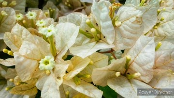 تلاوة رائعة من سورة لقمان