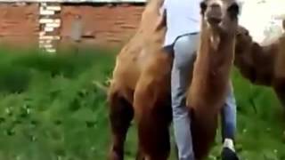 Прикол - Верблюд бежит за человеком