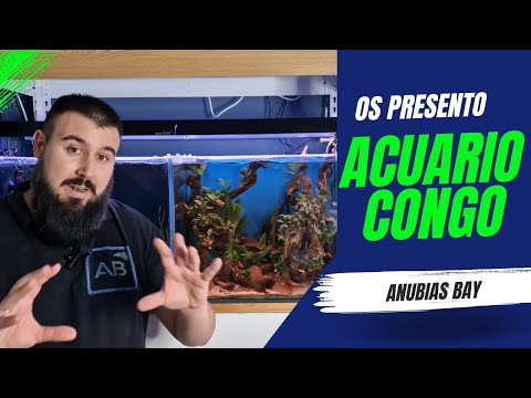 Recreating ANUBIAS BAY. Aquarium for CONGO KILLIFISH full of ANUBIAS