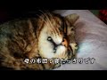 瀕死の状態で動かない保護猫【地域猫】#shorts