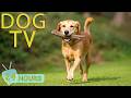 DOG TV Best Videos Entertain Relax For Dogs When Home Alone All Day Long Happy Music For Dogs DOG TV Best Videos Entertain Relax For Dogs When Home Alone All Day Long Happy Music For Dogs