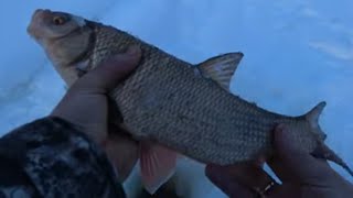 видео: ТАКИХ ПОРОСЯТ Я ЕЩЁ НЕ ЛОВИЛ😯 МЕЧТА А НЕ РЫБАЛКА!! УДАЧНО МЫ ПРИЕХАЛИ НА ЭТУ РЕЧКУ🎣🐬 картинка: ТАКИХ ПОРОСЯТ Я ЕЩЁ НЕ ЛОВИЛ😯 МЕЧТА А НЕ РЫБАЛКА!! УДАЧНО МЫ ПРИЕХАЛИ НА ЭТУ РЕЧКУ🎣🐬