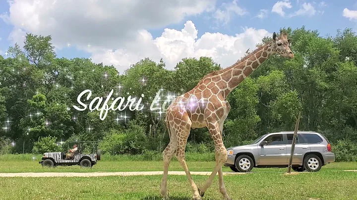 Safari Lake Geneva (Short Version)