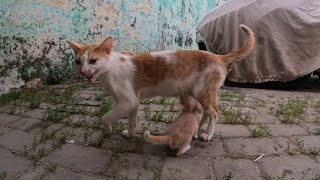 The little kitten was determined to suck milk from her mother in the street.
