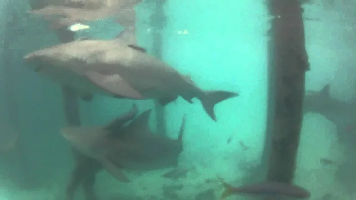 Bull Sharks in Bimini Jan. 2014