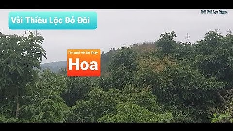 Vải Thiều Vùng Cao Lục Ngạn Lộc Đỏ Đồi l Núi Đồi Lục Ngạn