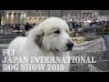 アランのドッグショー　FCI Japan International Dog Show 2019