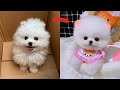 Tik Tok Chó Phốc Sóc Mini 😍 Funny and Cute Pomeranian #446