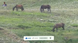 Semental Corindon caballos. Encuentro de primavera con yeguas Cavalos horses 2023