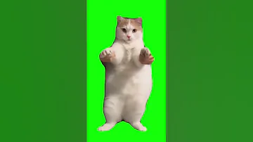 Cat Dancing To EDM Green Screen Shorts 猫 猫ミーム ダンス猫 猫マニア 素材 Catmemes Greenscreen Cat Catdancing 
