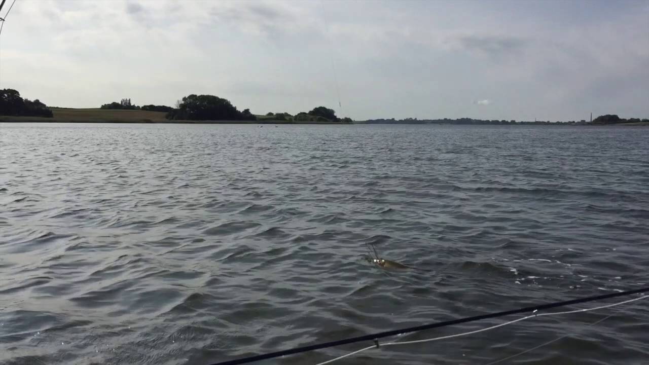 85 cm Brakvandsgedde på Møn (Stege Nor)