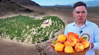 Абрикосовое чудо посреди пустыни. Секрет выращивания абрикосов на земле, где ничего не растет