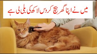 beautiful cat #catlover | #cat ,beautiful cats | lovely cat, cute cat | imported cat 10 lakh ki bili