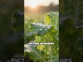 Best Time to Water Your Vegetable Garden