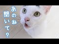 甘えたくてたくさんお喋りする猫