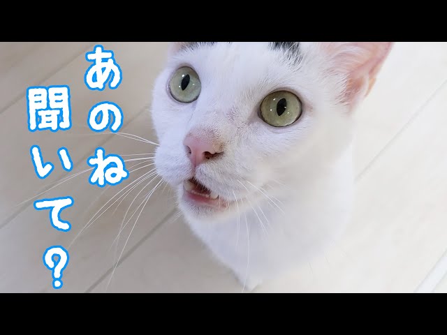 ほう チャンネル ねこ