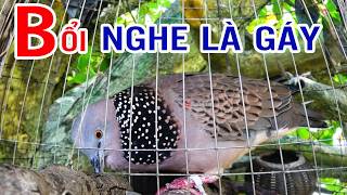 🦜CHIM CU GÁY Giọng Hấp Dẫn ĐỦ BÀI [GÁY GỌI,THÚC,GÙ ]Kích Bổi Nhanh Nổi.Cu Gáy.Cu Đất,Cu cườm xk4