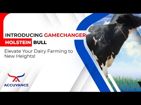 Introducing GAMECHANGER Holstein Bull: Elevate Your Dairy Farming to New Heights! - video from Accuvance India