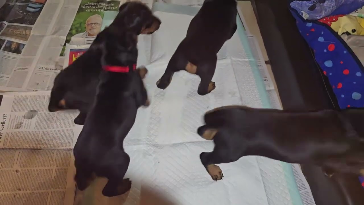 Das 2. sechste Video von den C´chen vom Eschenbruch